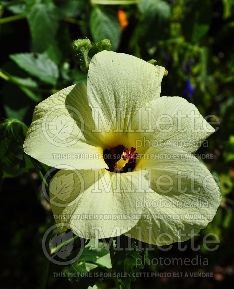 Abelmoschus manihot (Mallow okra) 1 