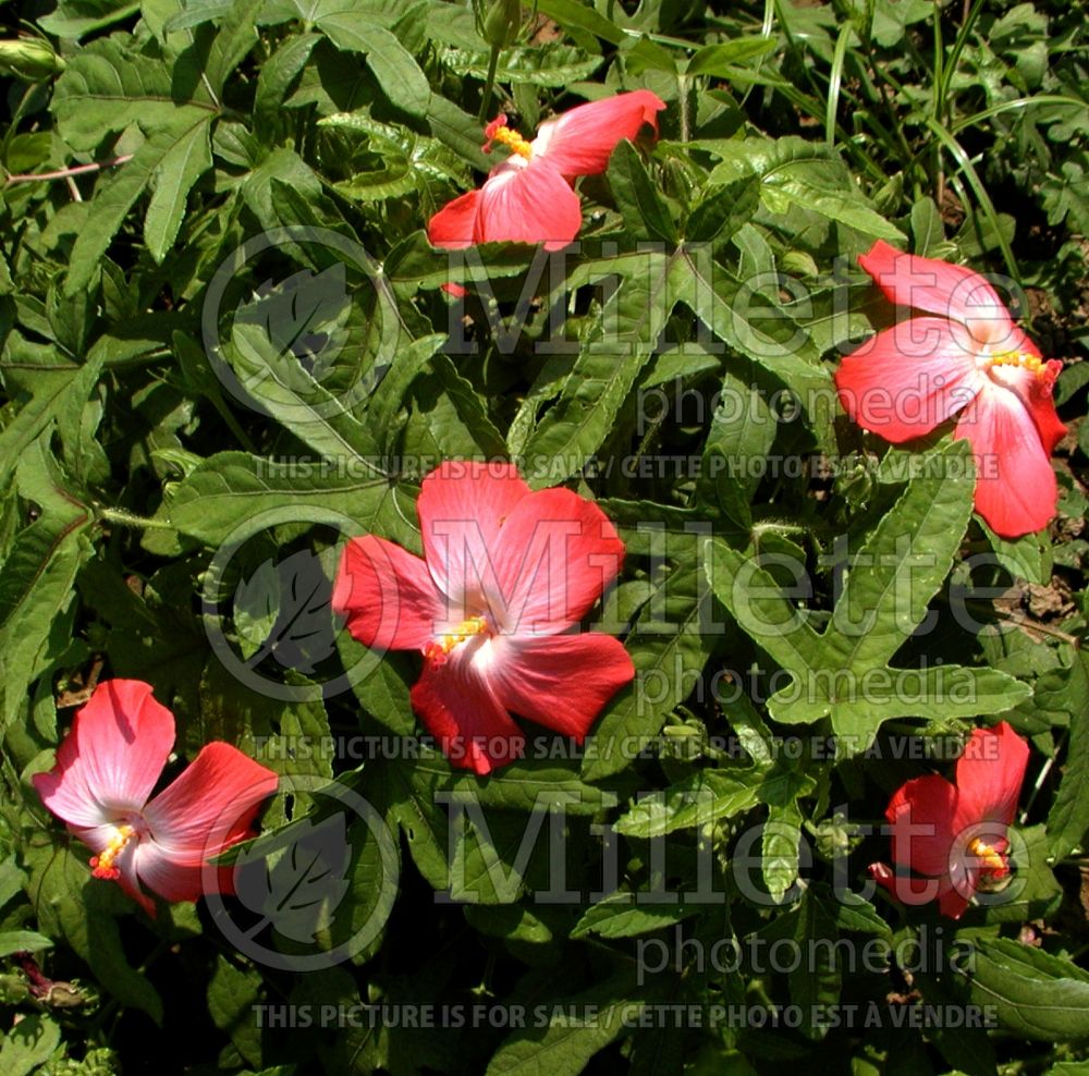 Abelmoschus Pacific (Musk Mallow)  1