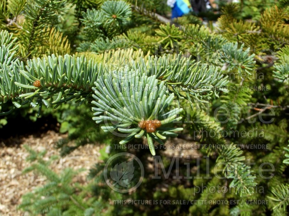 Abies balsamea (Balsam fir conifer) 14  