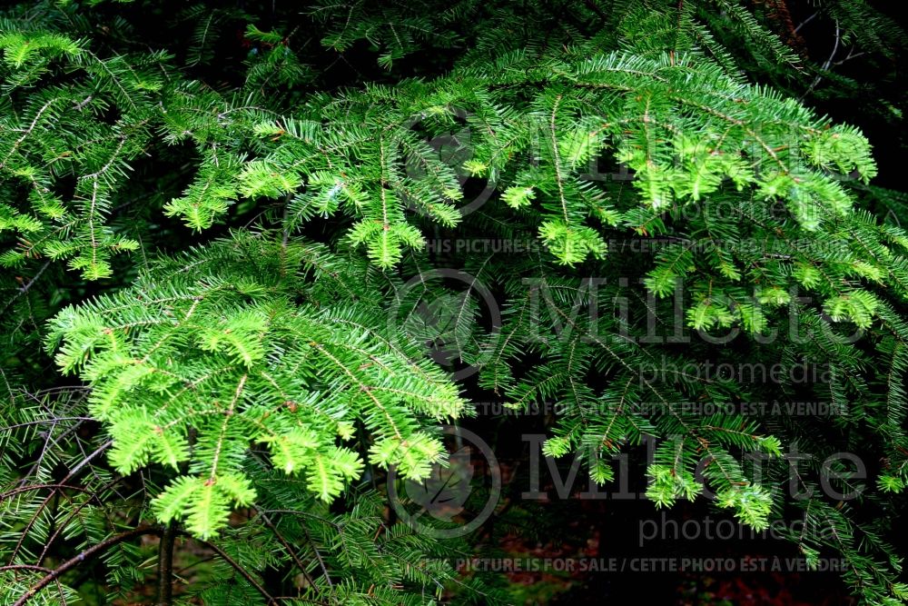 Abies balsamea (Balsam fir conifer) 7  