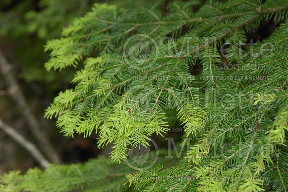 Abies balsamea (Balsam fir conifer) 6  
