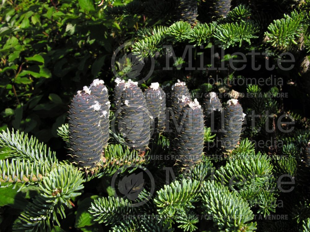 Abies balsamea (Balsam fir conifer) 17 