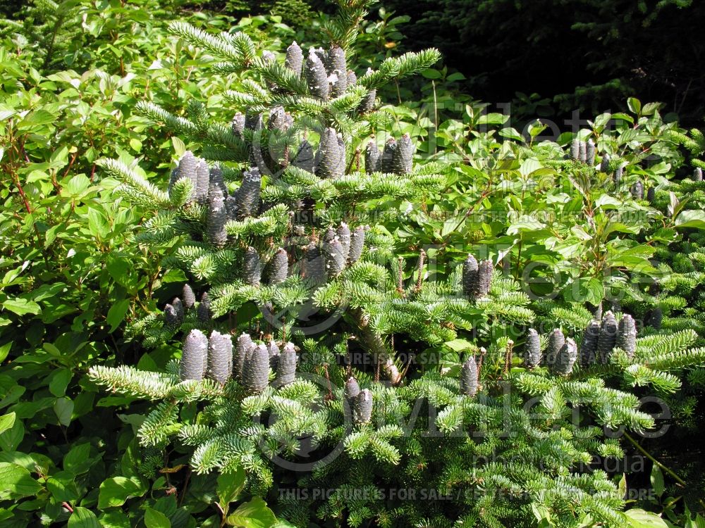 Abies balsamea (Balsam fir conifer) 18