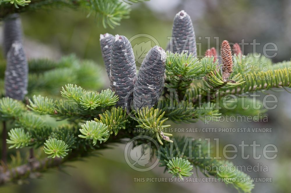 Abies balsamea (Balsam fir conifer) 13  