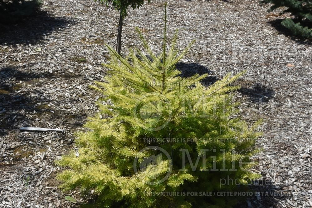 Abies Eugene’s Gold (Balsam fir conifer) 4