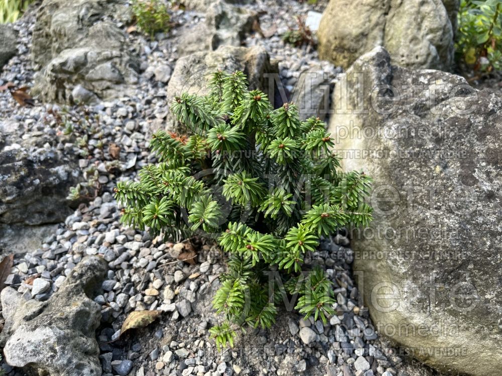 Abies Piccolo (Balsam fir conifer) 11  