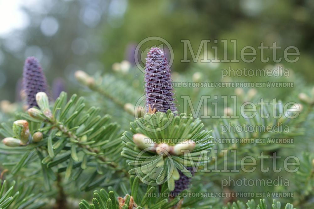 Abies koreana (Korean fir conifer) 4 