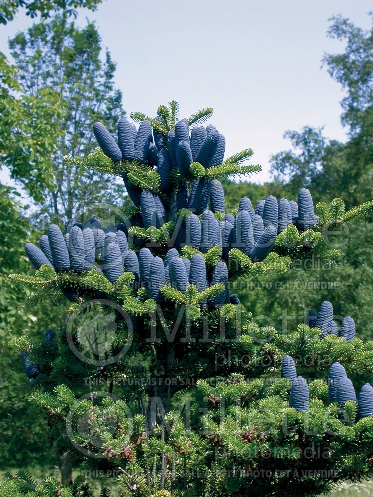 Abies koreana (Korean fir conifer) 3 