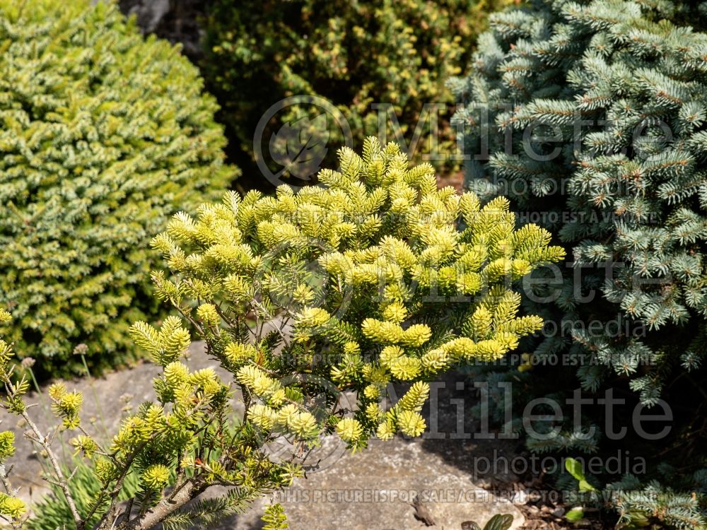 Abies Aurea (Korean Fir conifer) 4 