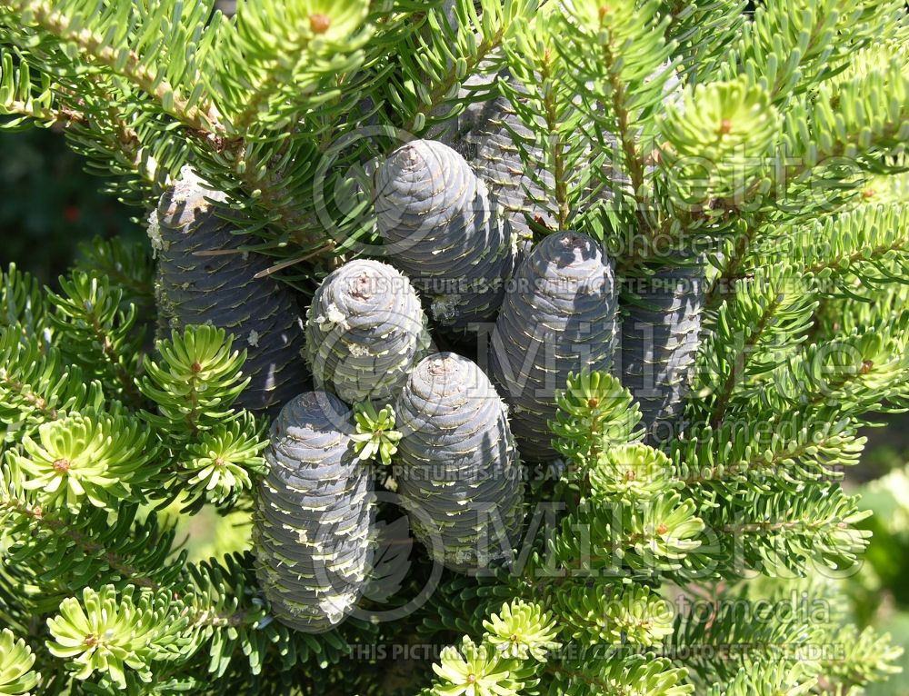 Abies Aurea (Korean Fir conifer) 3 