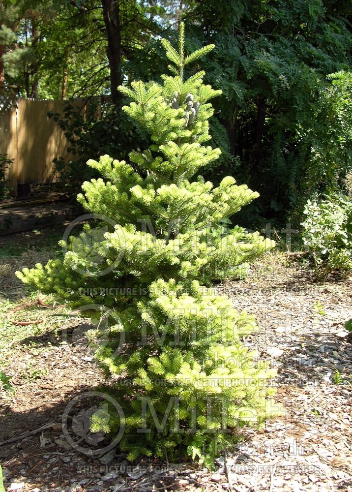 Abies Aurea (Korean Fir conifer) 5 