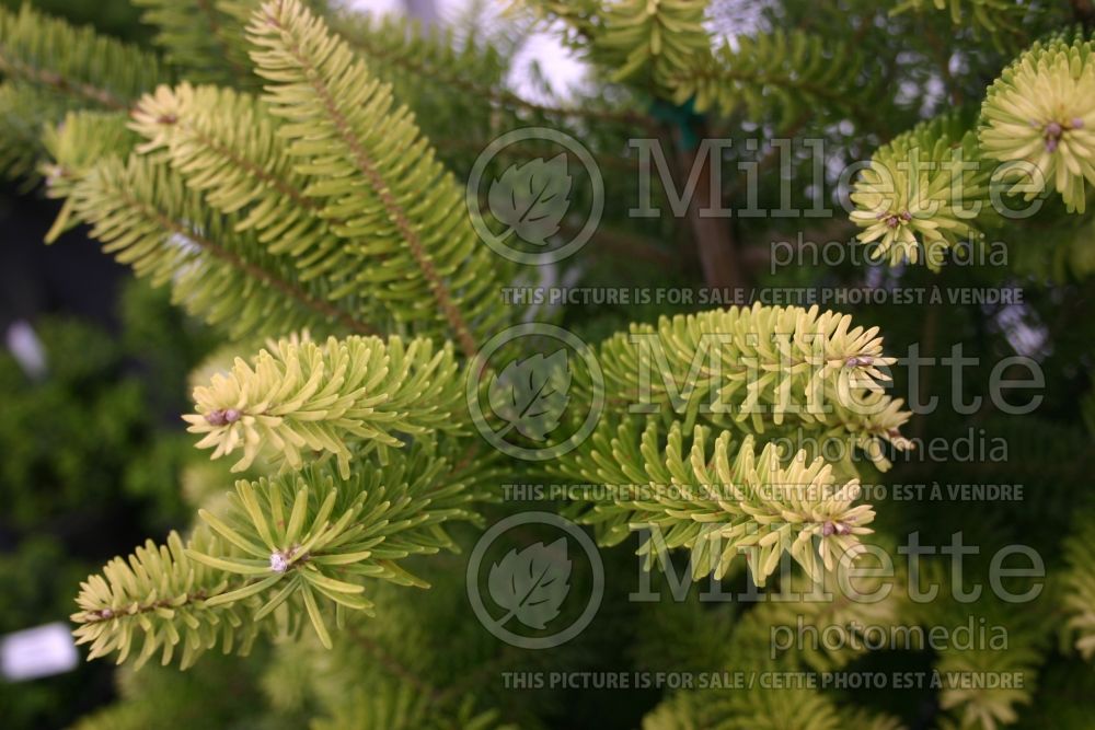 Abies Aurea (Korean Fir conifer) 6