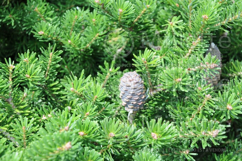 Abies Green Carpet (Korean fir conifer - sapin) 1