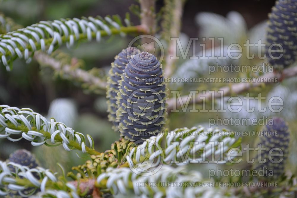 Abies Horstmann's Silberlocke (Korean fir conifer) 11