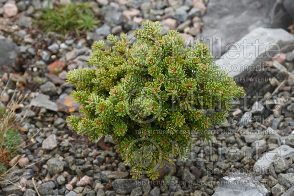 Abies Horstmann's Silberlocke (Korean fir conifer) 13