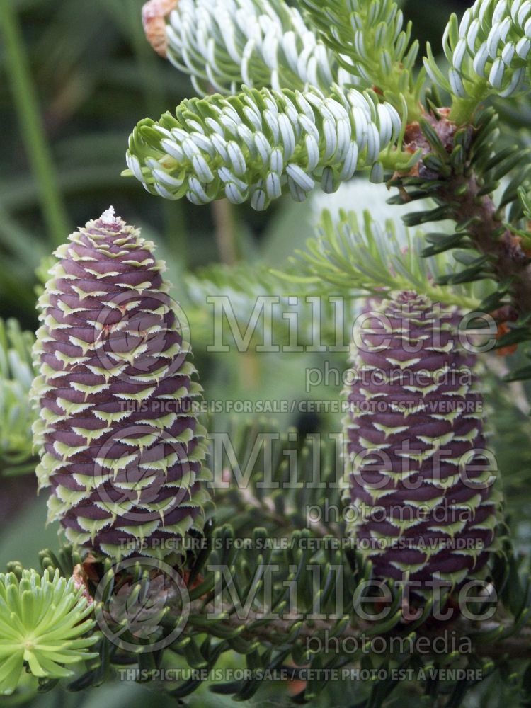 Abies Horstmann's Silberlocke (Korean fir conifer) 12