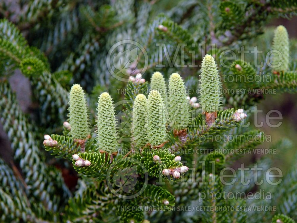 Abies Silver Show (Korean fir conifer - sapin) 3