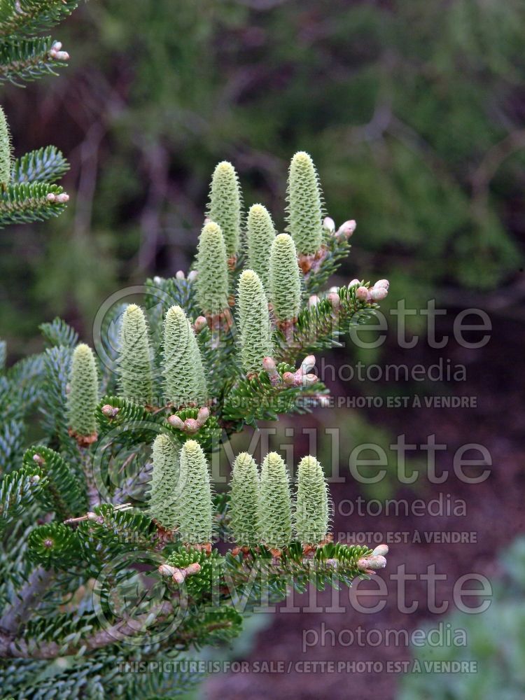 Abies Silver Show (Korean fir conifer - sapin) 4