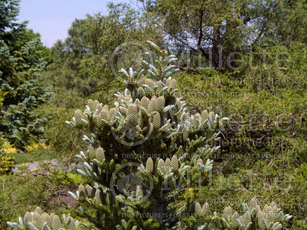 Abies Silver Show (Korean fir conifer - sapin) 5