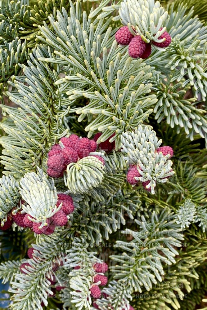 Abies Glauca (Noble Fir conifer) 1 