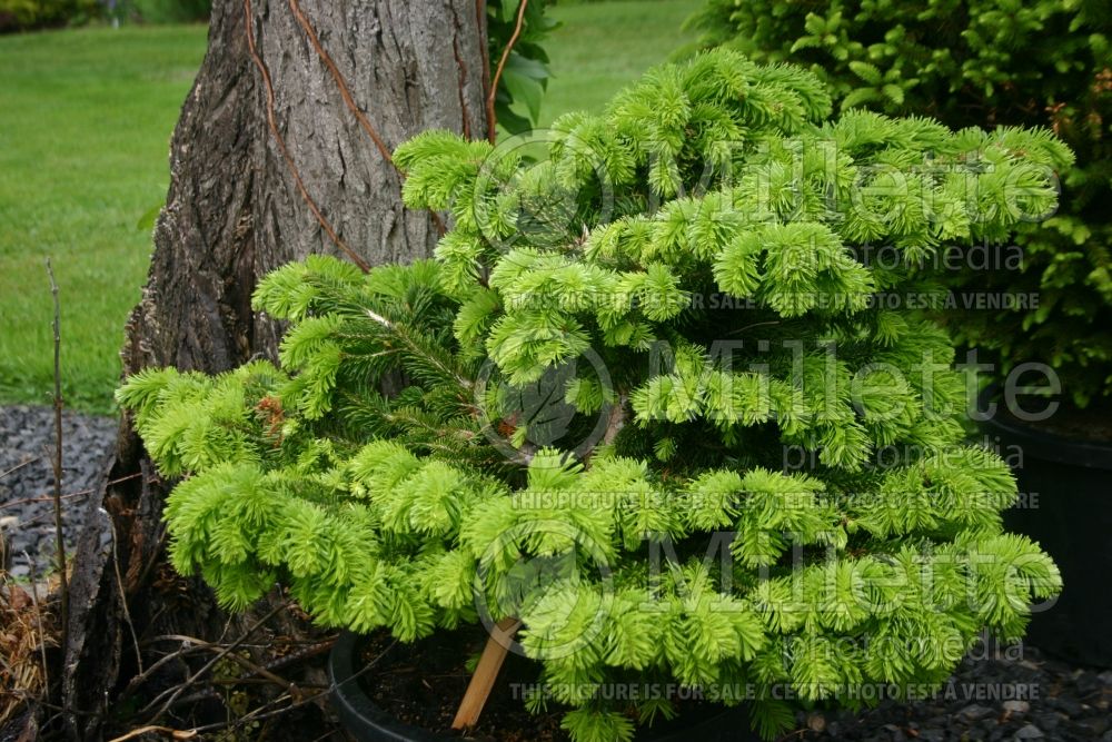 Abies Barabitz Star (Pacific silver fir conifer) 1 