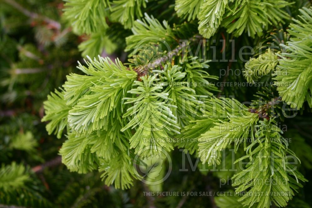 Abies Barabitz Star (Pacific silver fir conifer) 2 