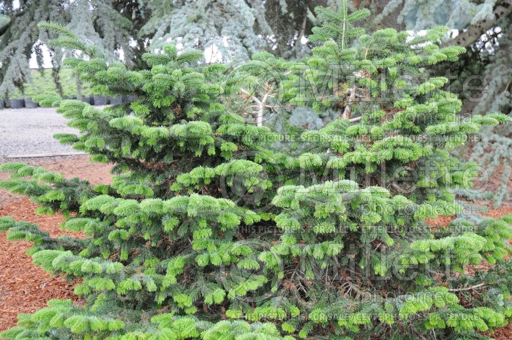 Abies Barabitz Star (Pacific silver fir conifer) 3 