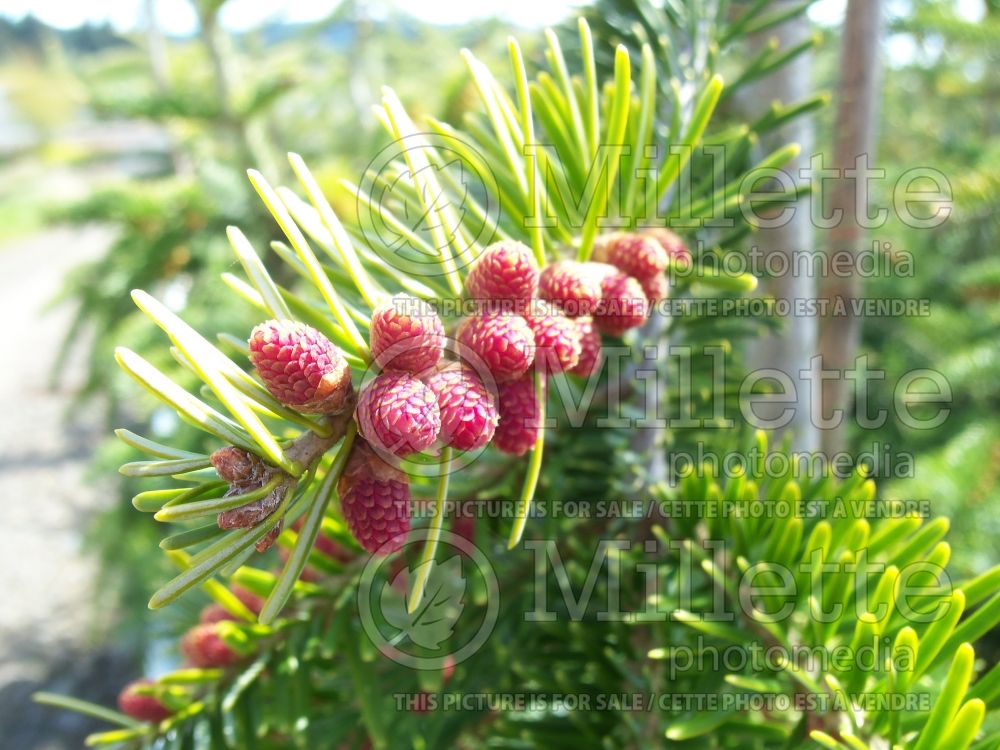 Abies Green Spiral (Pacific silver fir conifer) 3 