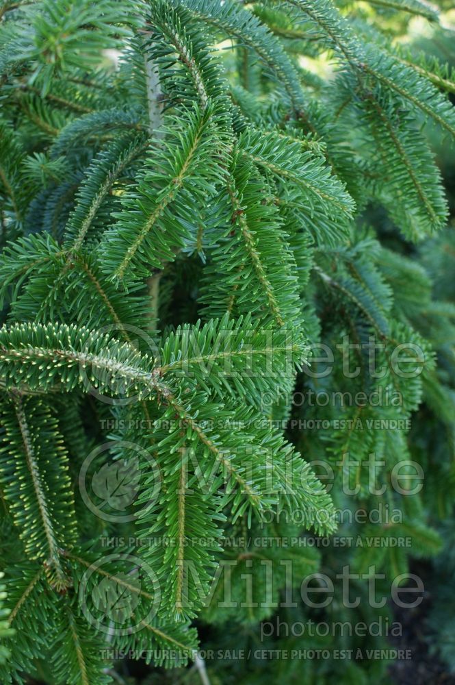 Abies Green Spiral (Pacific silver fir conifer) 2 