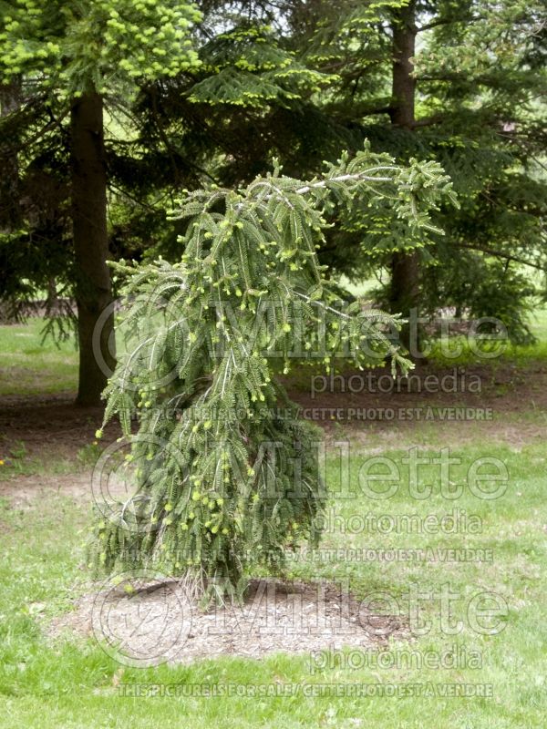 Abies Pendula (Pacific silver fir conifer) 2 