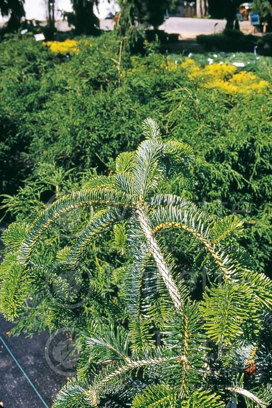 Abies Pendula (Pacific silver fir conifer) 1 