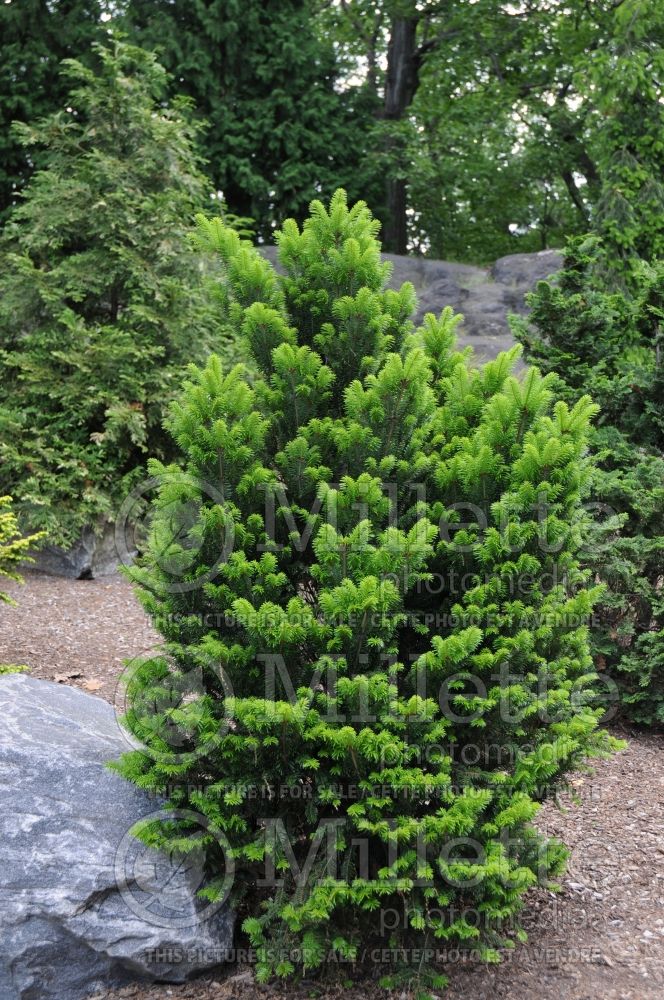 Abies Pyramidalis (Pacific silver fir conifer) 1 