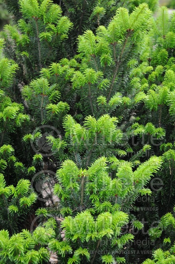 Abies Pyramidalis (Pacific silver fir conifer) 2 