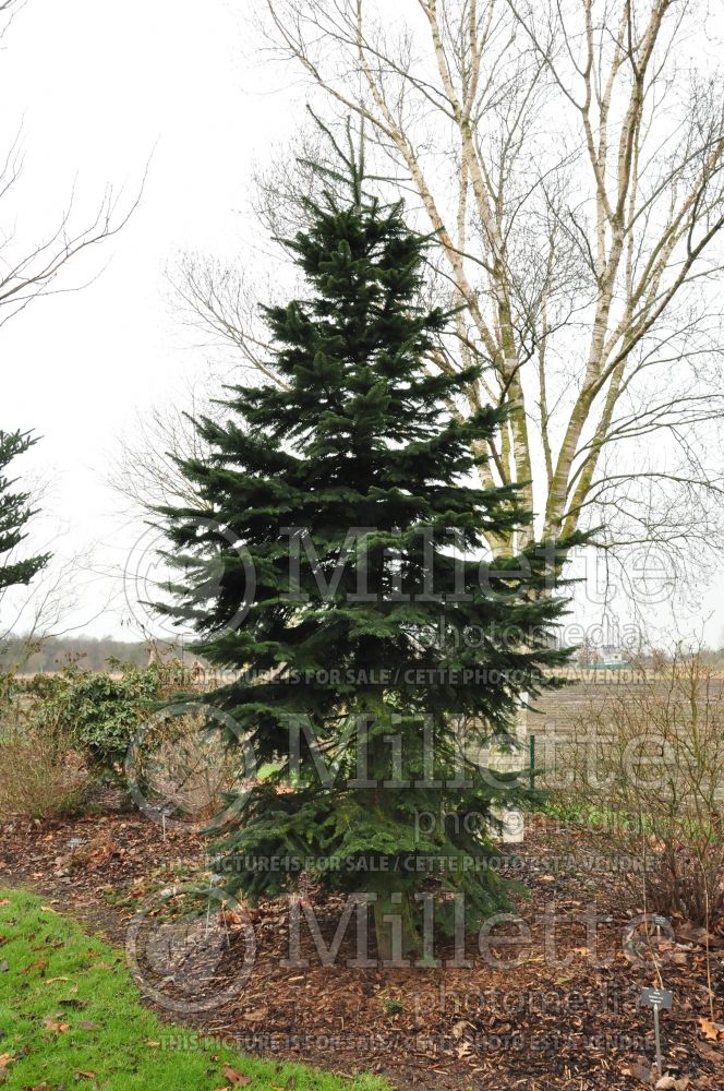 Abies amabilis (Pacific silver fir conifer) 1 