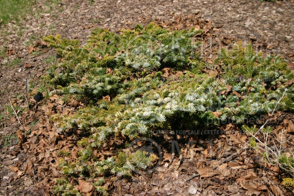 Abies Spreading Star  (Pacific silver fir conifer) 1 