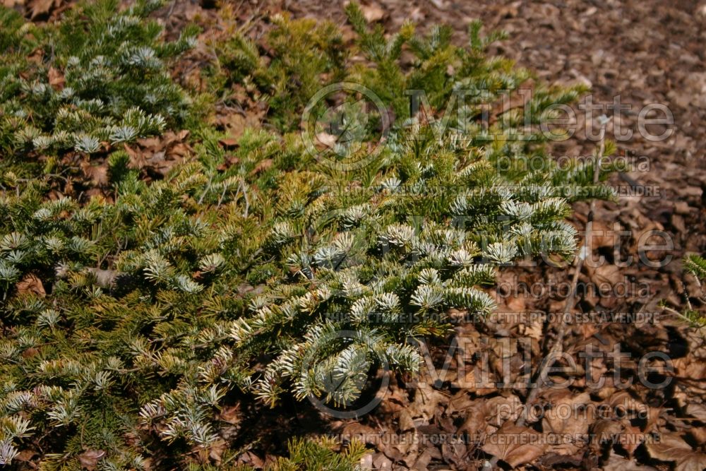 Abies Spreading Star  (Pacific silver fir conifer) 4 