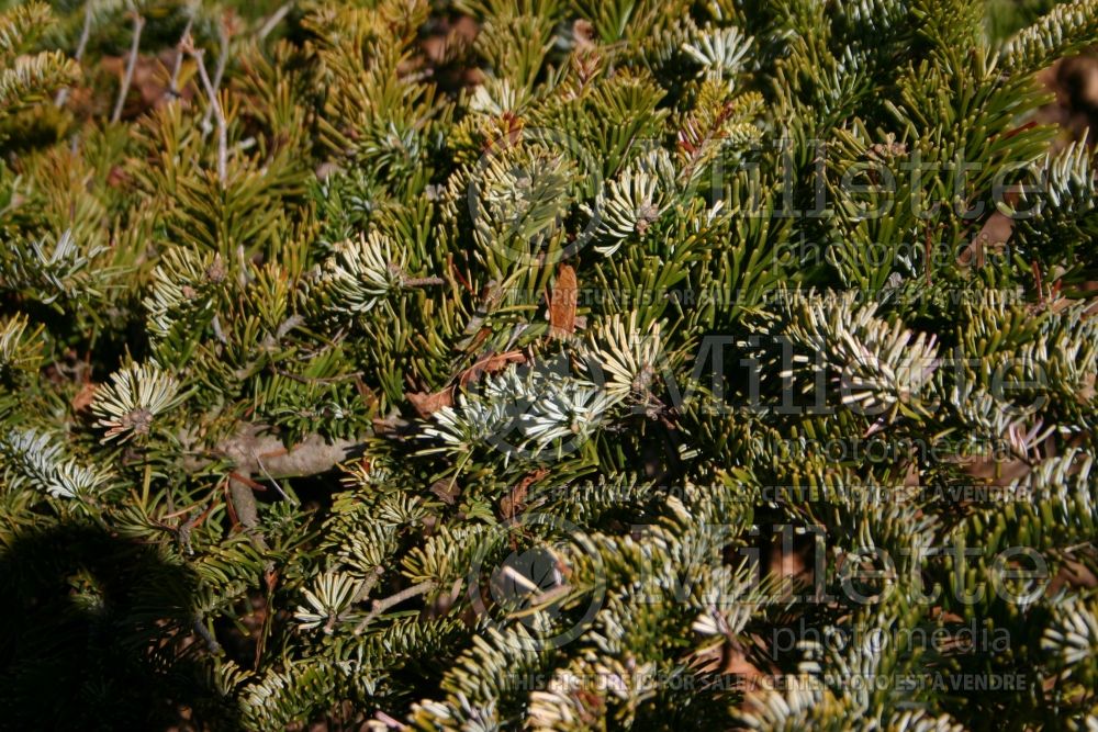 Abies Spreading Star  (Pacific silver fir conifer) 3 