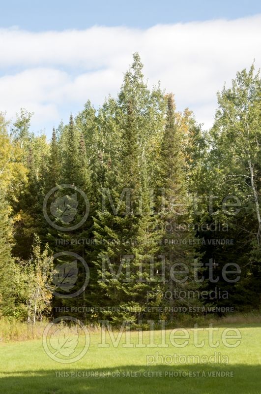 Abies balsamea (Balsam fir conifer) 5  