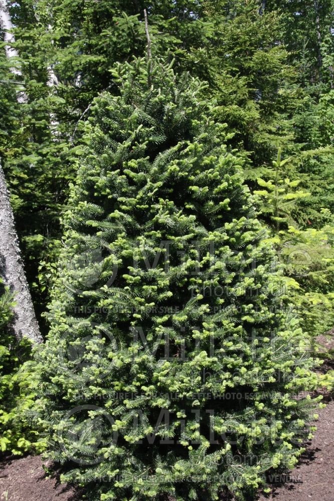Abies balsamea (Balsam fir conifer) 3  