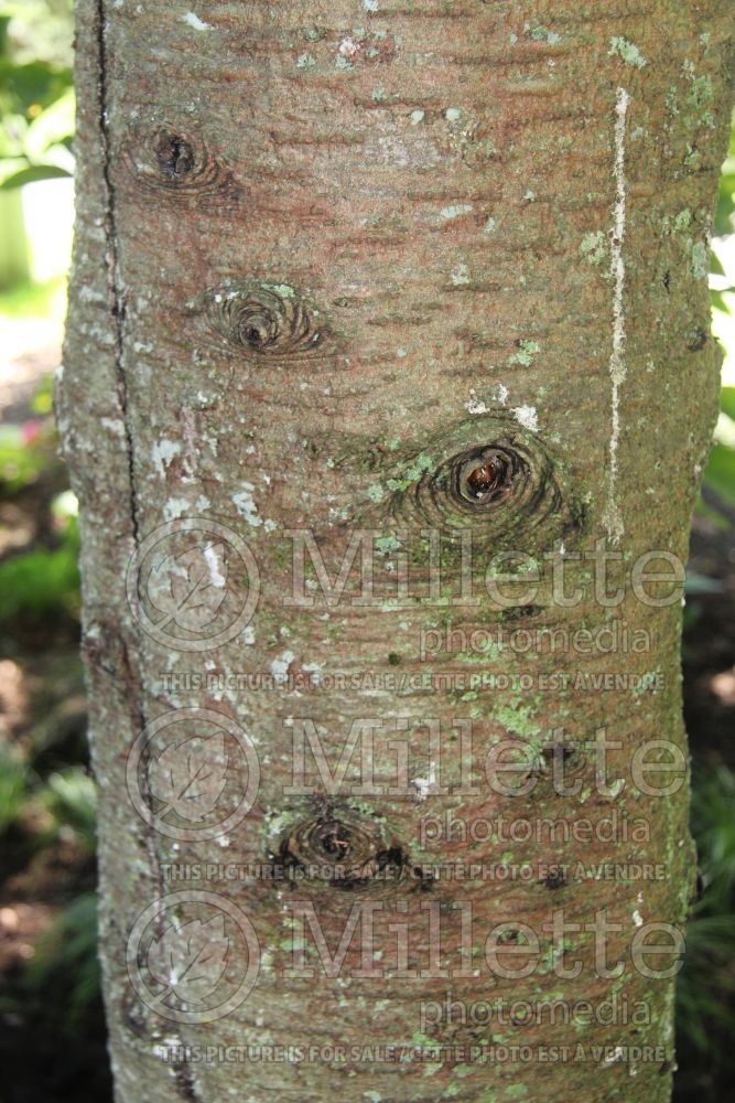 Abies balsamea - bark (Balsam fir conifer) 2  