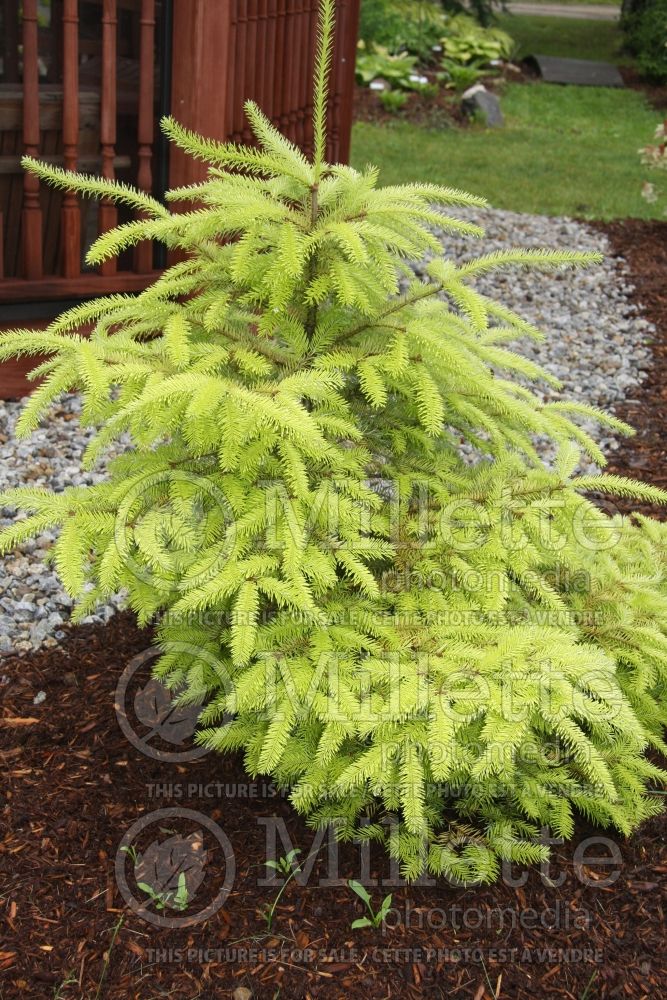 Abies Eugene’s Gold (Balsam fir conifer) 3  