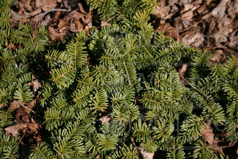 Abies Hudsonia (Balsam fir conifer) 2  