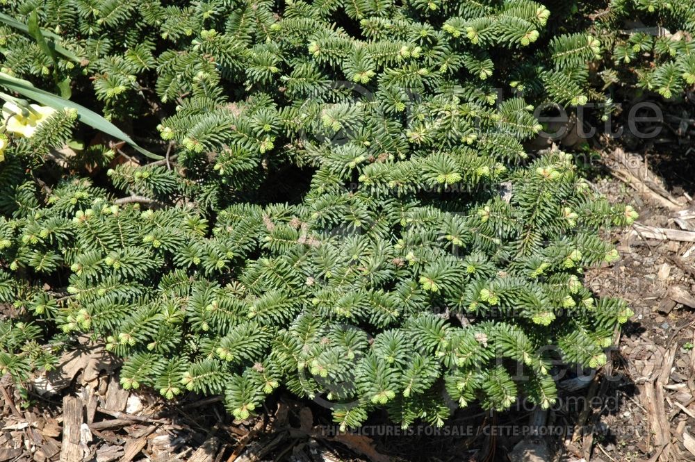 Abies Hudsonia (Balsam fir conifer) 3  