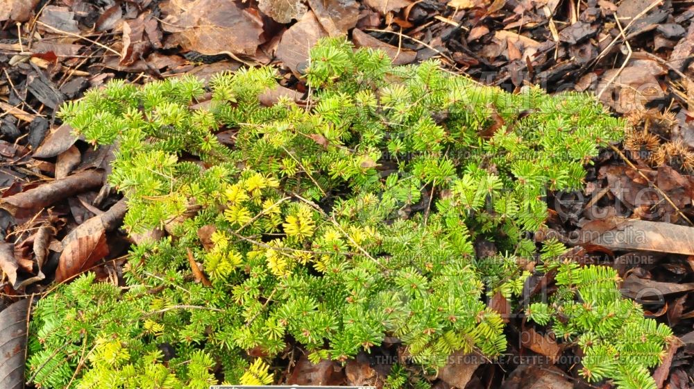 Abies Le Feber (Balsam fir conifer) 1 