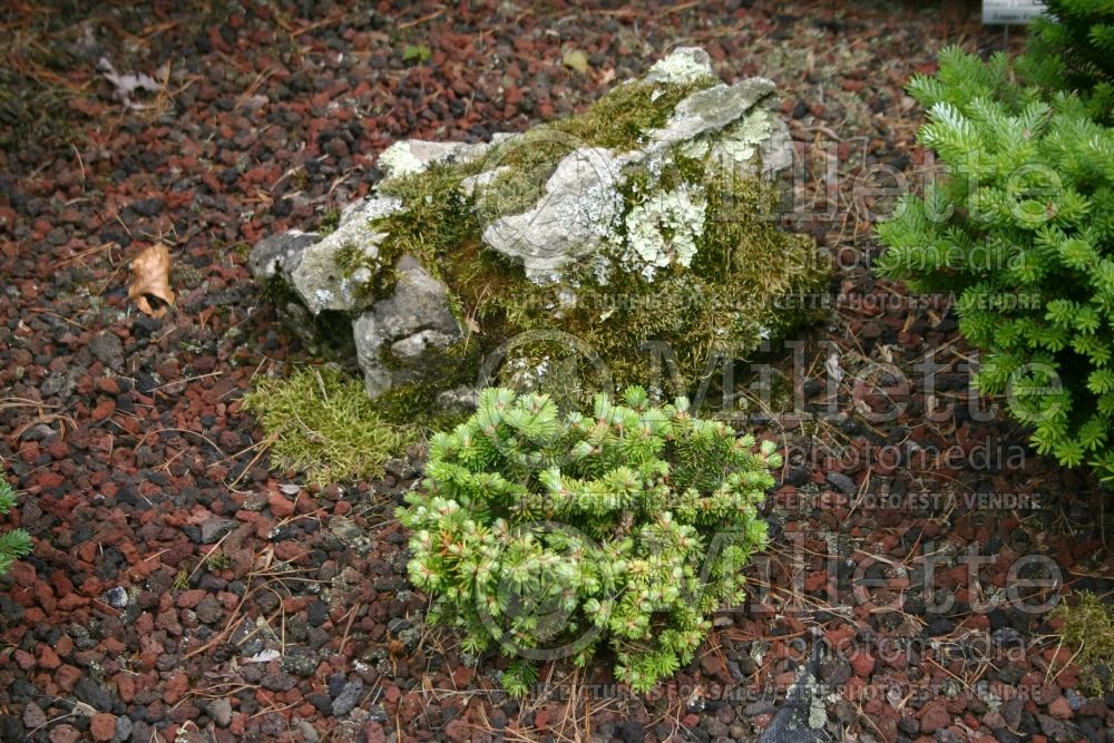 Abies Little Caleigh (Balsam fir conifer) 1 