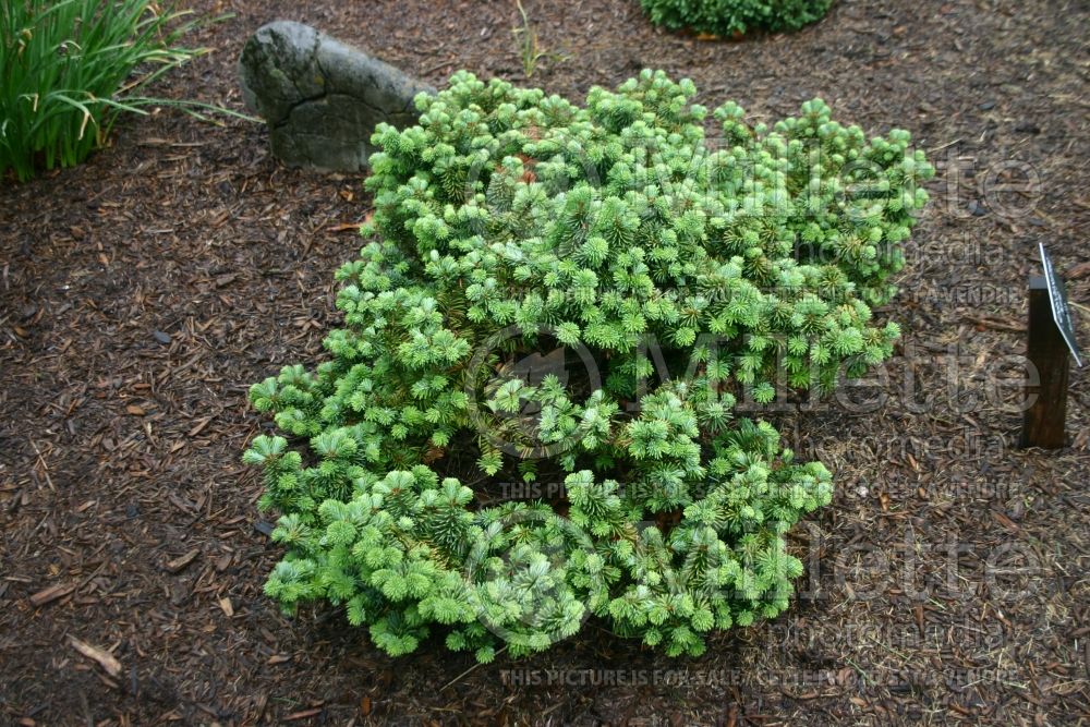 Abies Nana (Balsam fir conifer) 3  