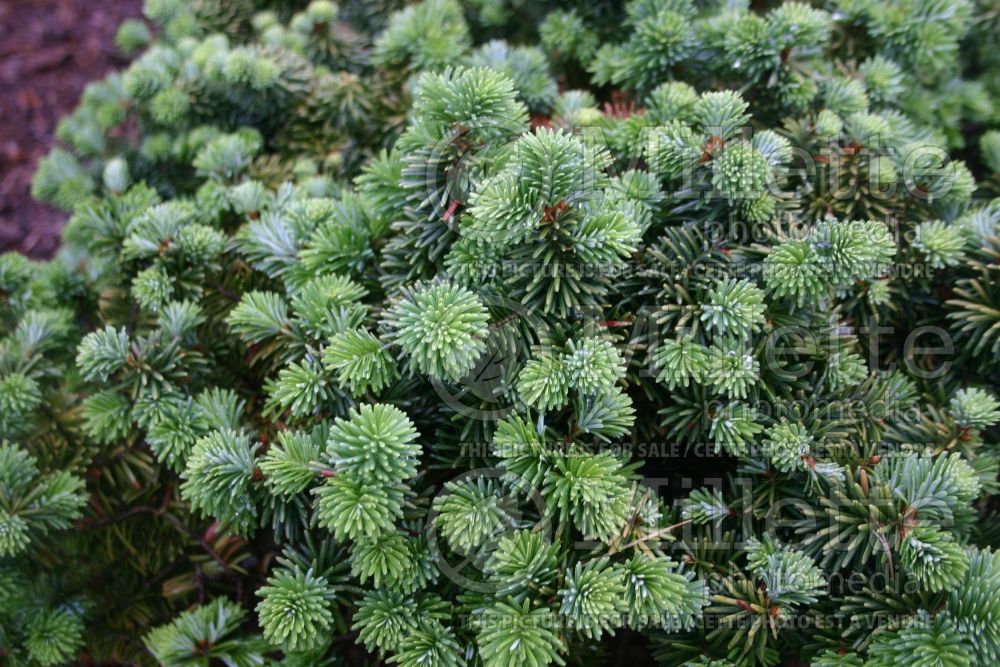 Abies Nana (Balsam fir conifer) 4  