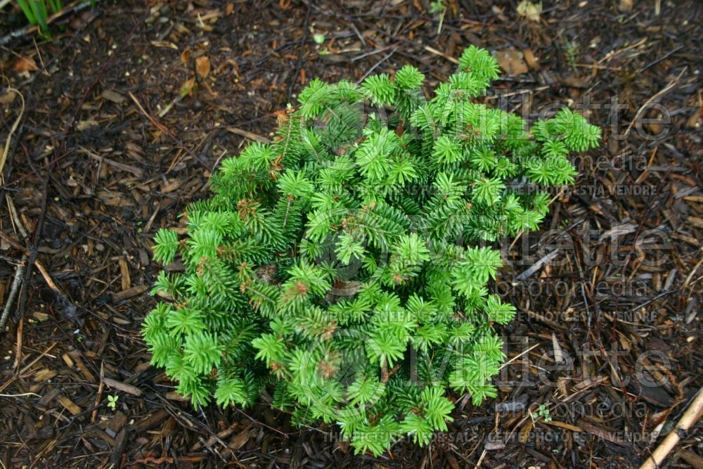 Abies Nana (Balsam fir conifer) 5  