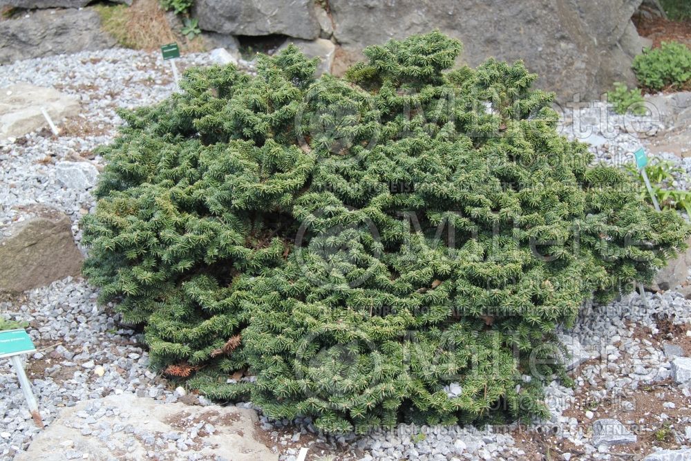 Abies Nana (Dwarf Balsam Fir conifer)  2