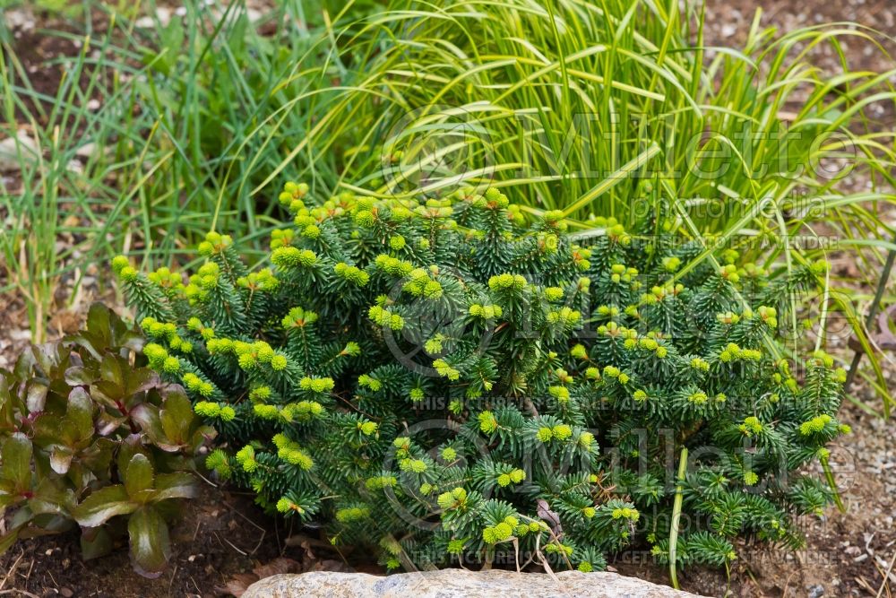 Abies Nana (Balsam fir conifer) 10  